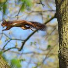 Ein Eichhörnchen beim Sprung erwischt. 