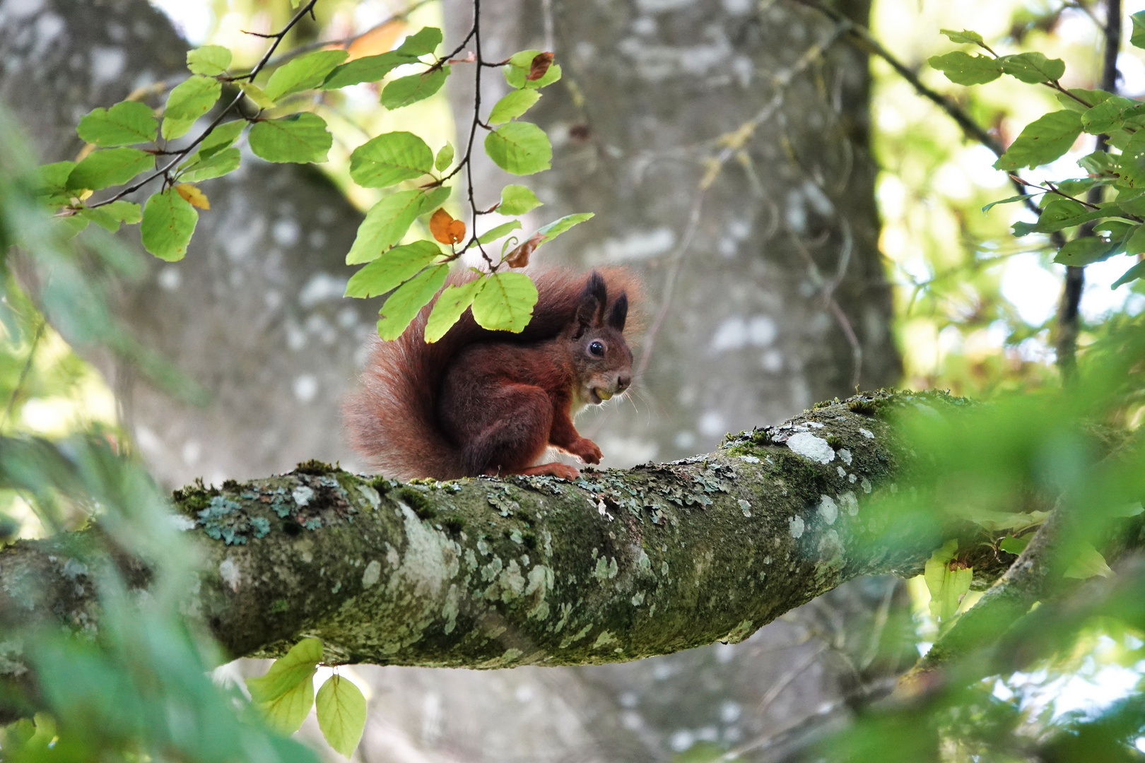 Ein Eichhörnchen 