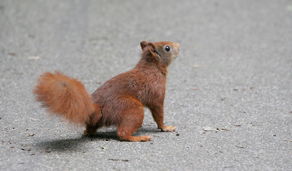 Ein Eichhörnchen