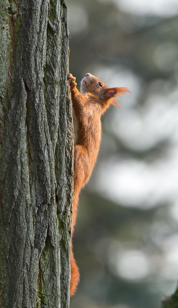 Ein Eichhörnchen...