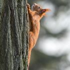 Ein Eichhörnchen...