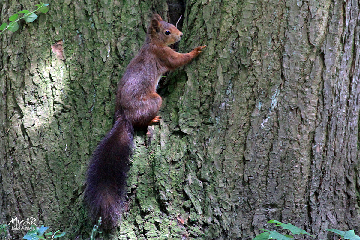 Ein Eichhörnchen!