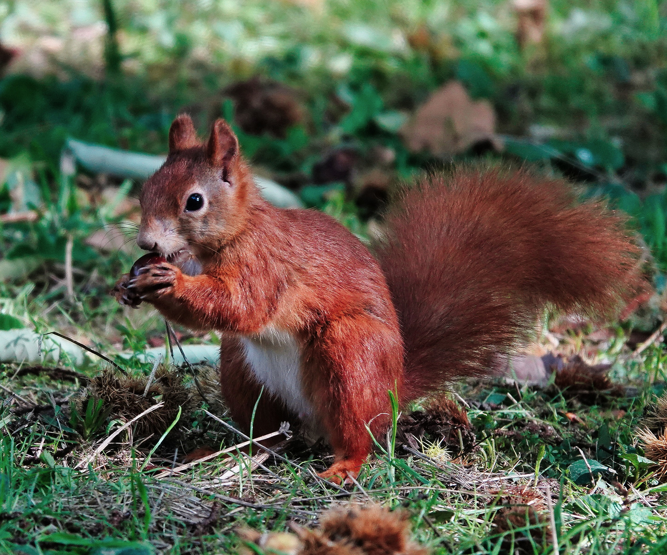 Ein Eichhörnchen 