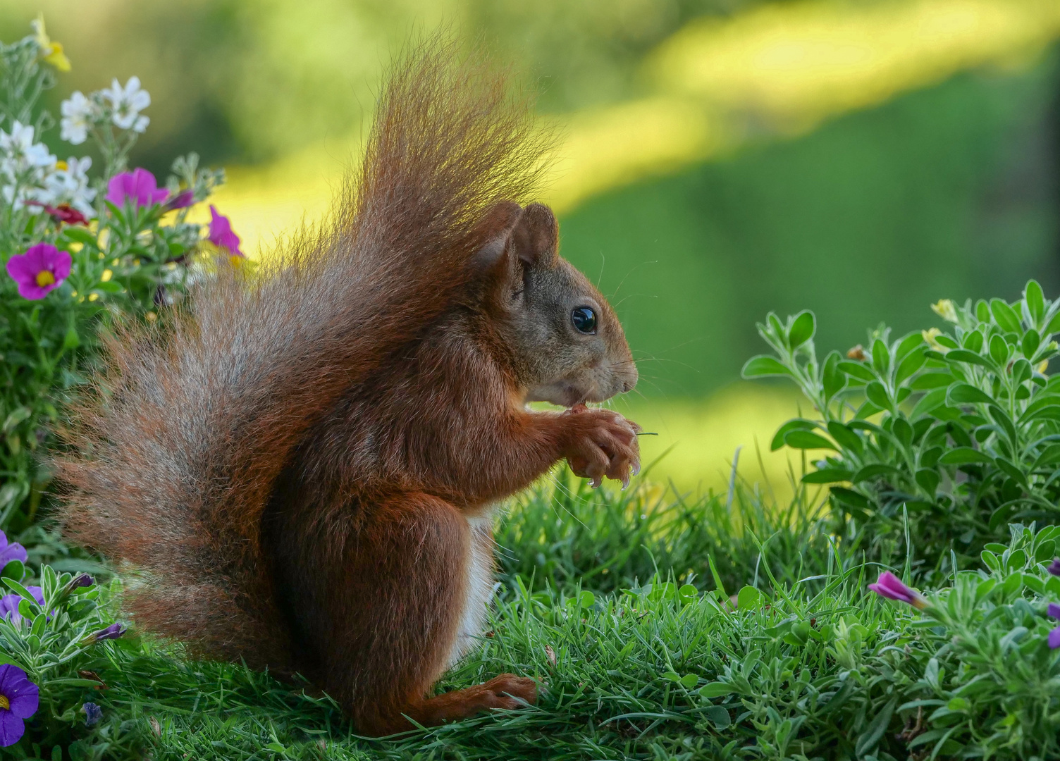 Ein Eichhörnchen genießt die Haselnuss