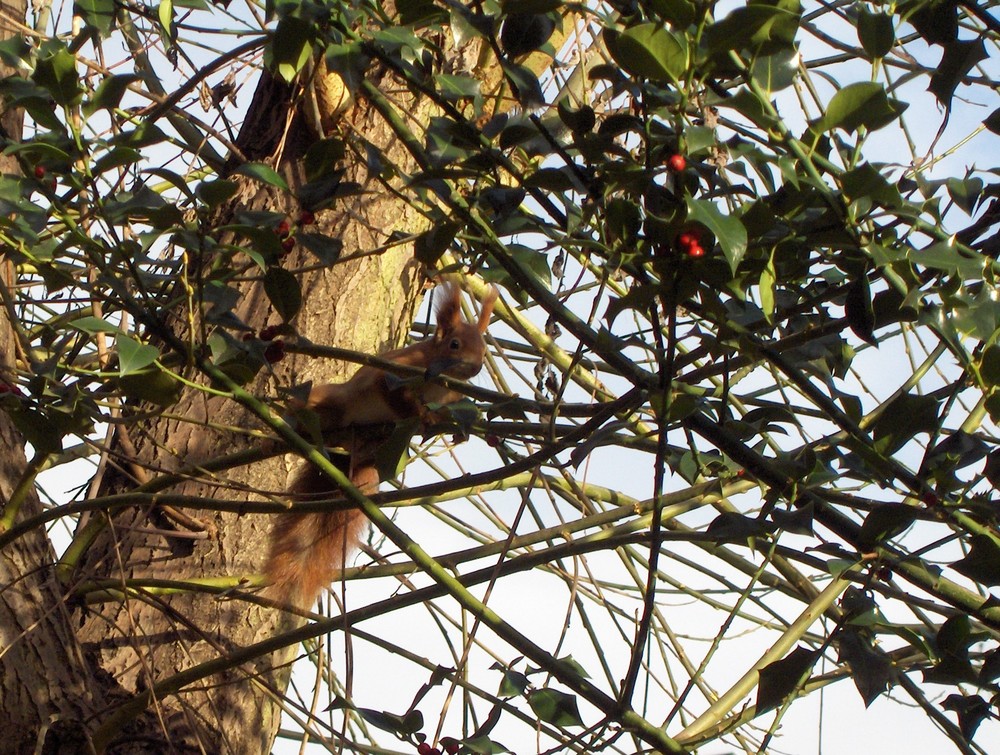 Ein Eichhörnchen - Glück gehabt!