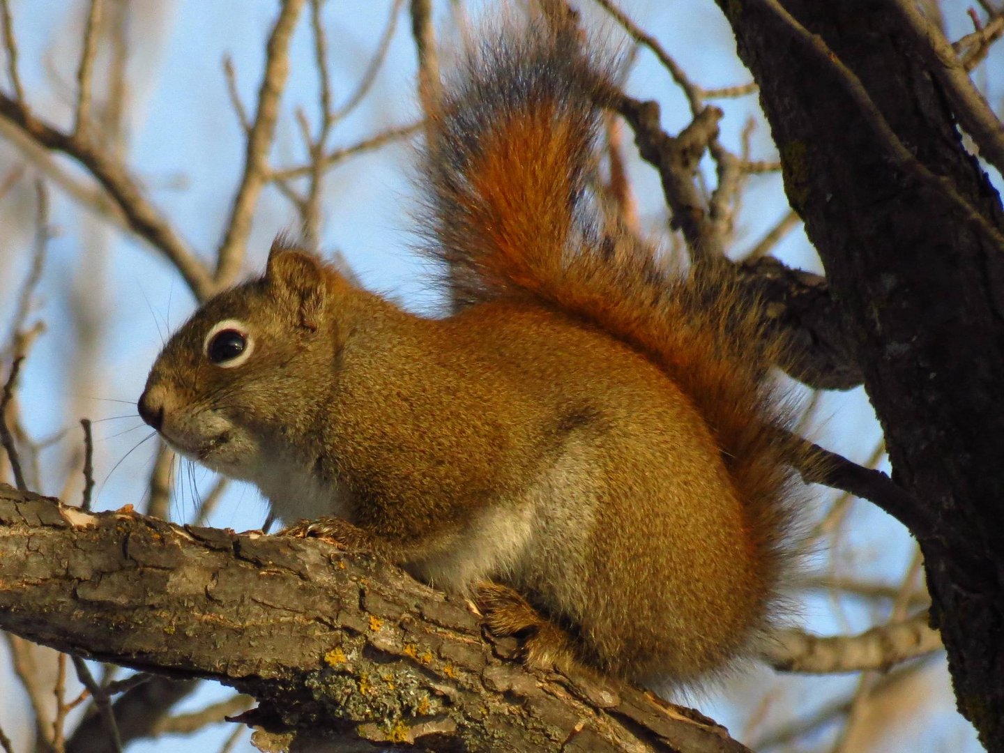 Ein Eichhörnchen im baum