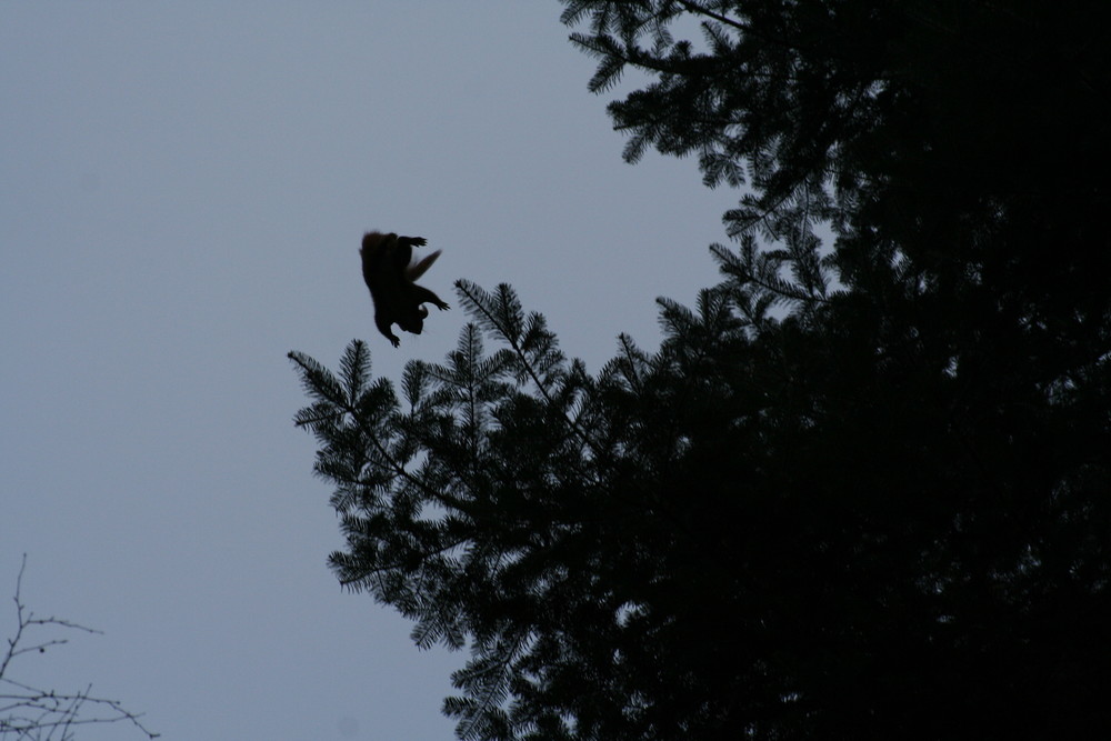 Ein Eichhörnchen im Flug...