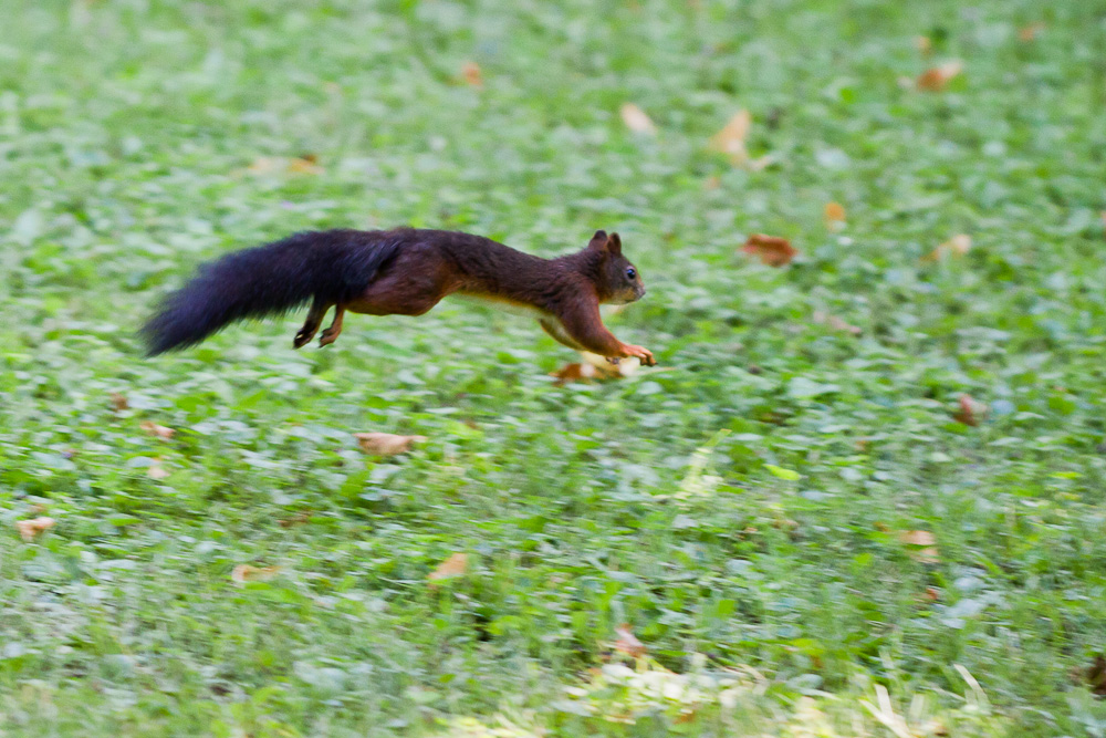 Ein Eichhörnchen im Schlosspark Schönbrunn in Wien