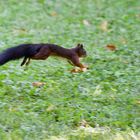 Ein Eichhörnchen im Schlosspark Schönbrunn in Wien