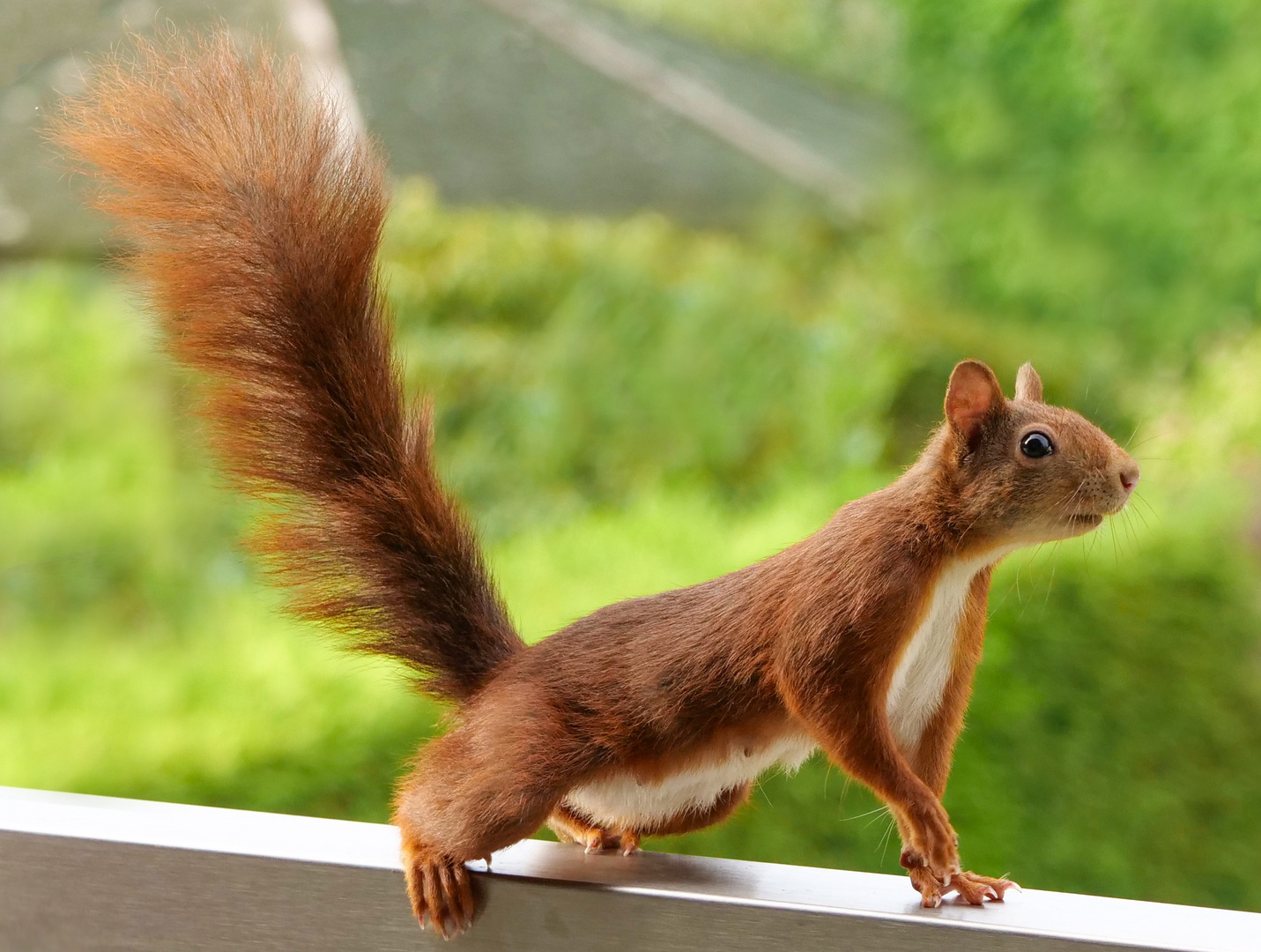 Ein Eichhörnchen in angespannter Haltung