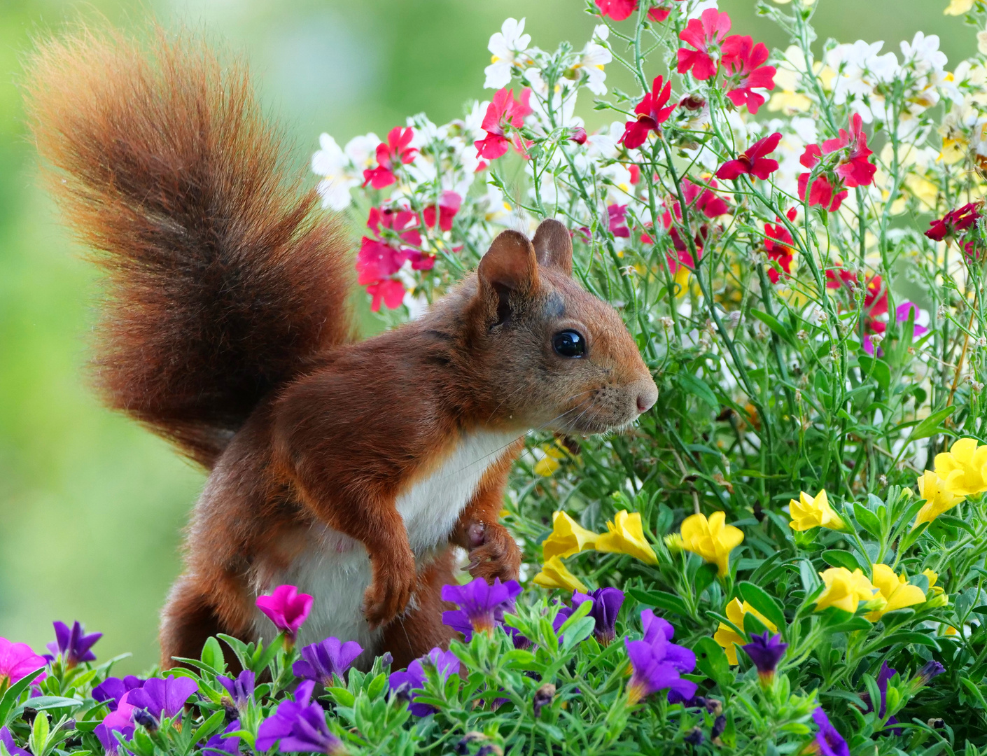 Ein Eichhörnchen in einer Blütenstaude