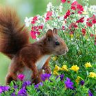 Ein Eichhörnchen in einer Blütenstaude