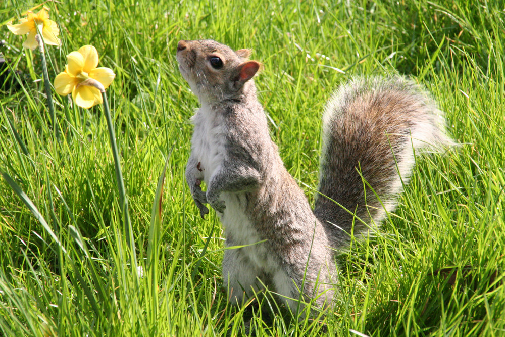 Ein Eichhörnchen in Londoner Hyde Park