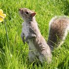 Ein Eichhörnchen in Londoner Hyde Park