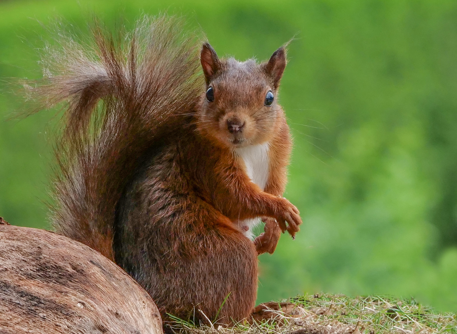 Ein Eichhörnchen in schöner Pose
