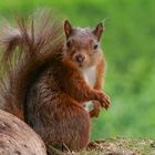Ein Eichhörnchen in schöner Pose