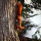 Ein Eichhörnchen ist unterwegs