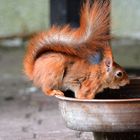 Ein Eichhörnchen mag auch die gefetteten Haferflocken.