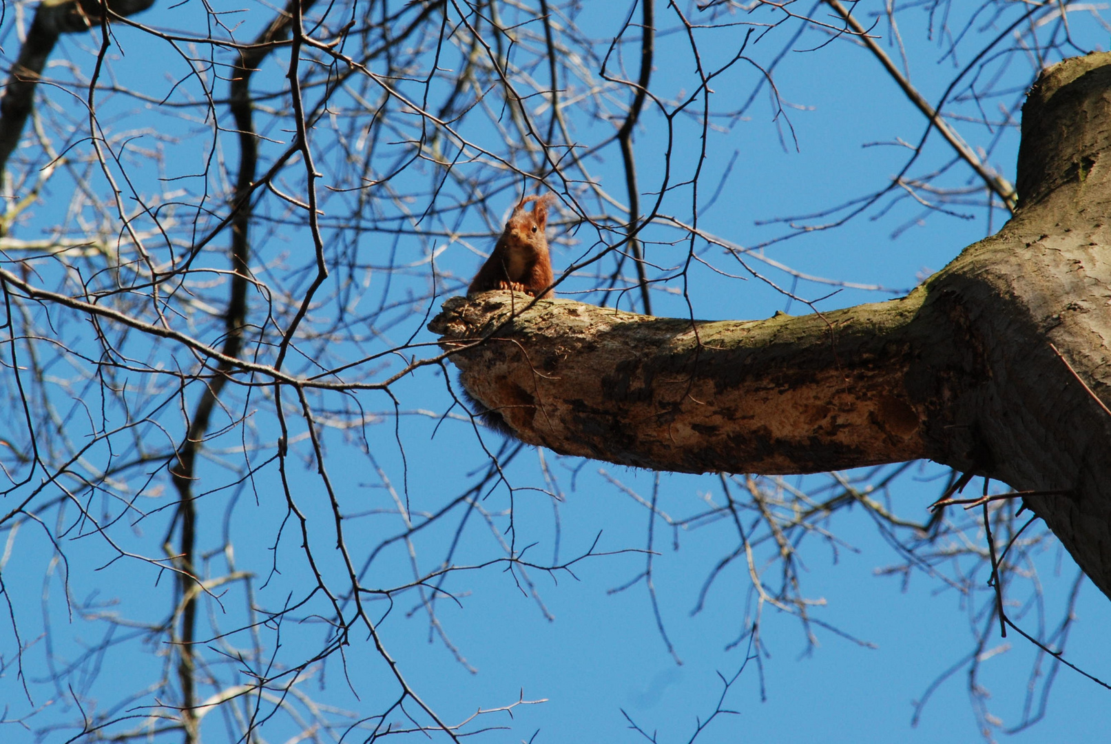 Ein Eichhörnchen schaut auf mich herab