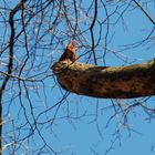 Ein Eichhörnchen schaut auf mich herab