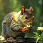 Ein Eichhörnchen schnüffelt an einem Gänseblümchen
