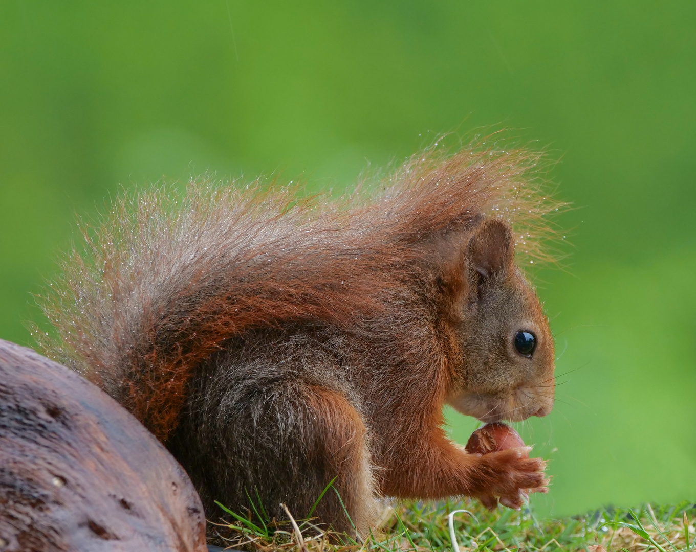 Ein Eichhörnchen setzt seinen Schwanz als Regenschirm ein