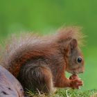Ein Eichhörnchen setzt seinen Schwanz als Regenschirm ein