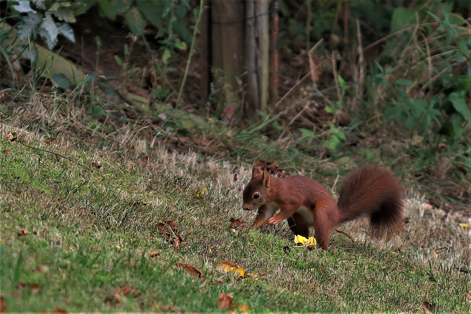 Ein Eichhörnchen versteckt seine Wintervorräte