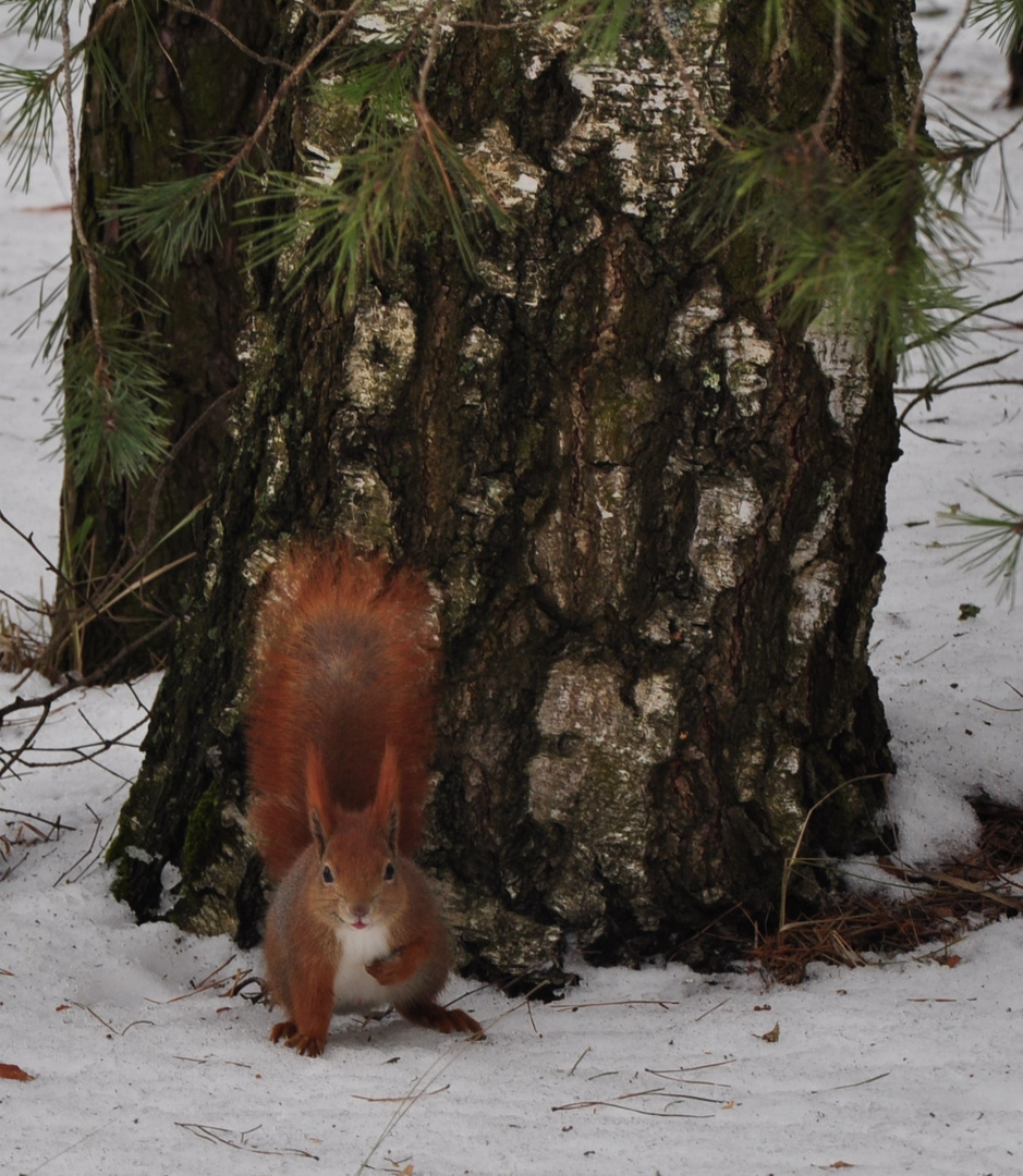 ein Eichhörnchen zeigt seine Zunge