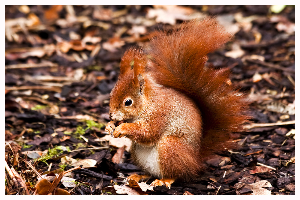 Ein Eichhörnchen zum 1. Advent