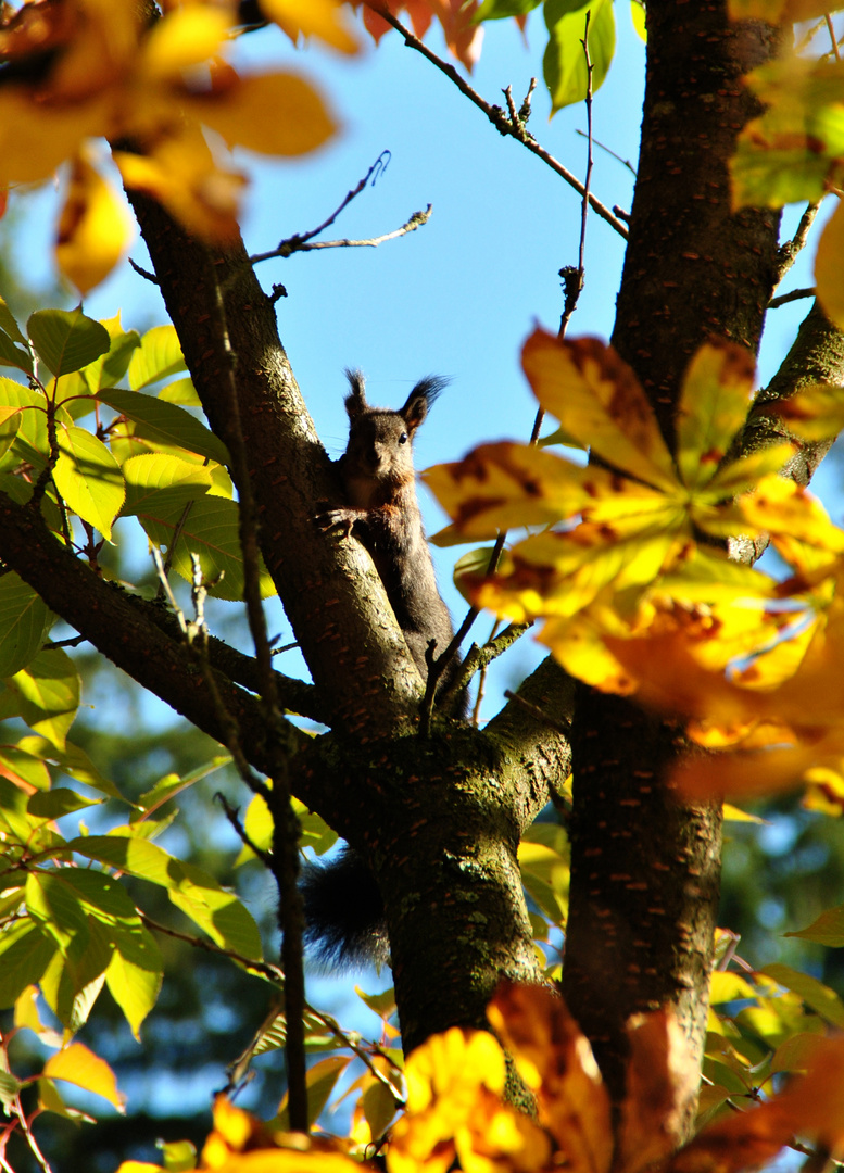 Ein Eichhörnörnchen im Wald =)