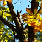 Ein Eichhörnörnchen im Wald =)