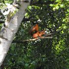 Ein Eichhorn im Garten. In Berlin. :-)