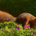 Ein Eichörnchen im Abendlicht