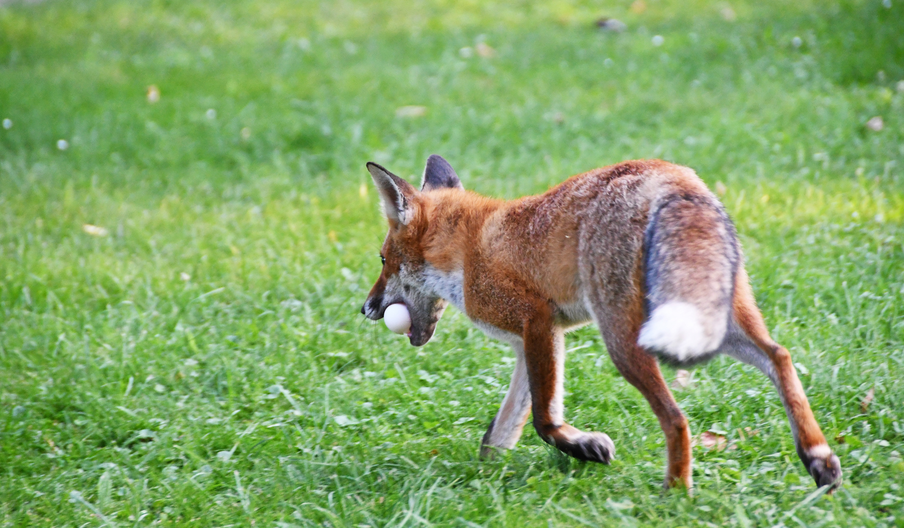 EIN EIERDIEB sucht das WEITE