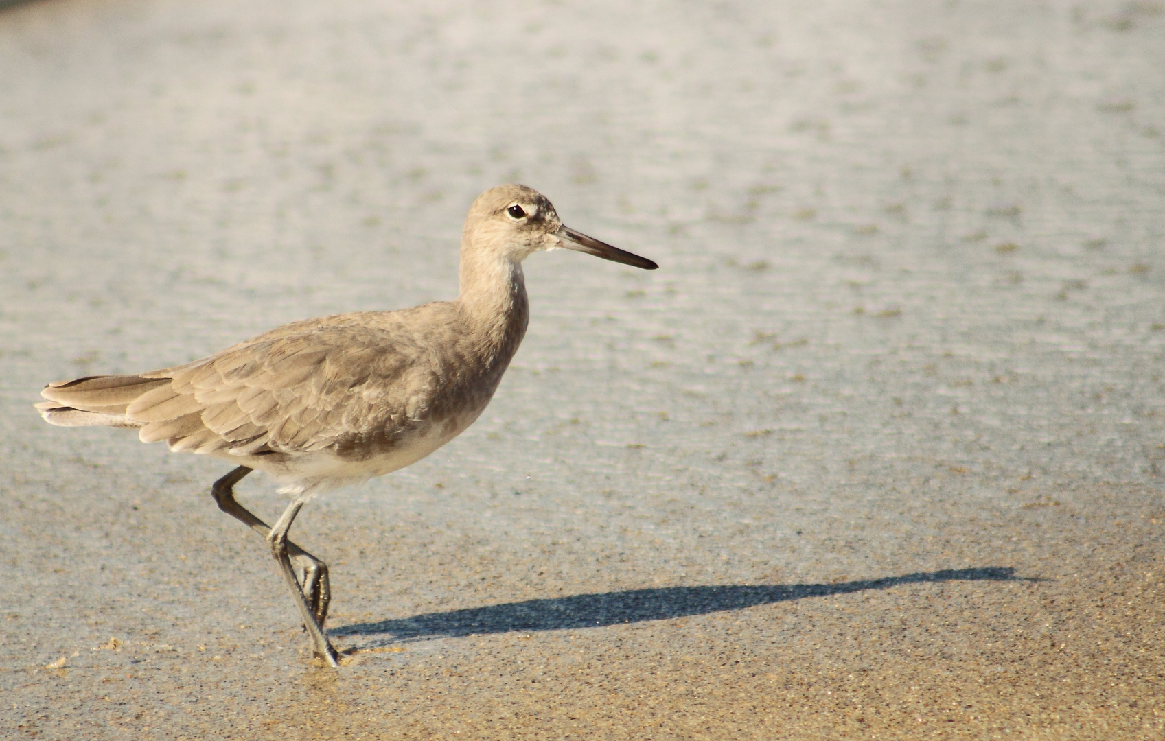 ein eifriger Strandläufer auf Würmersuche