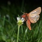 ...ein eigenes Blümchen...