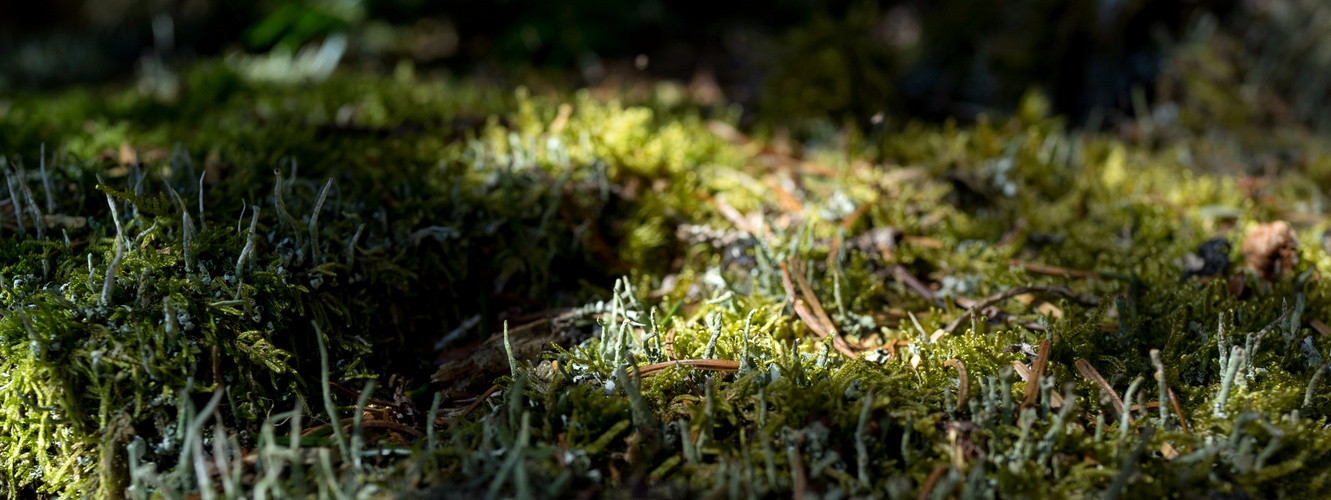 ein eigenes Universum auf einem Baumstump