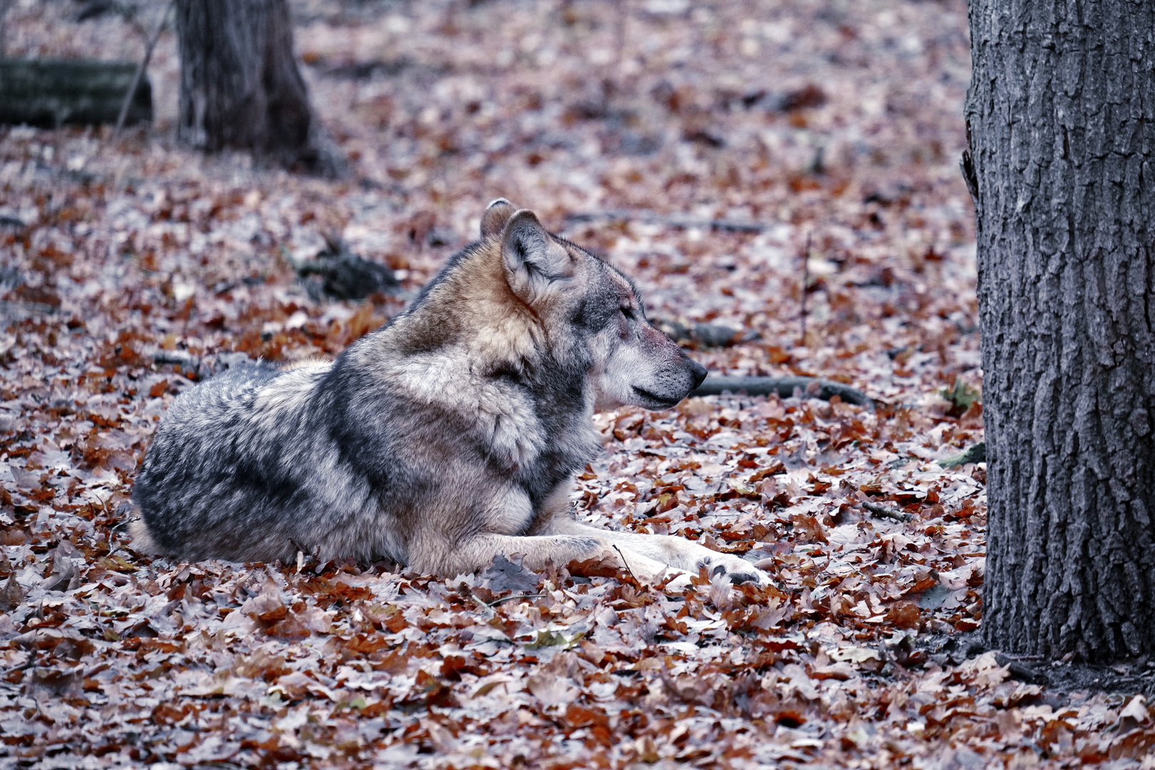 Ein eigensinniges Schaf ist immer für den Wolf geschaffen