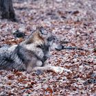 Ein eigensinniges Schaf ist immer für den Wolf geschaffen