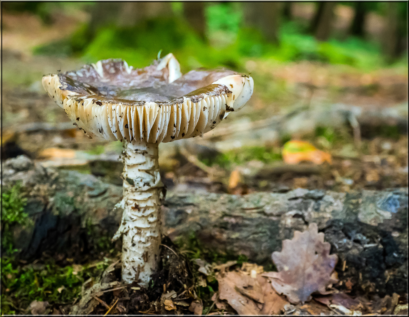 Ein eigentlich&hellip; Foto &amp; Bild | pflanzen, pilze &amp; flechten, pilze