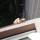 Ein einäugiger Teddybär, der aus dem Fenster klettern wollte um zu entkommen.