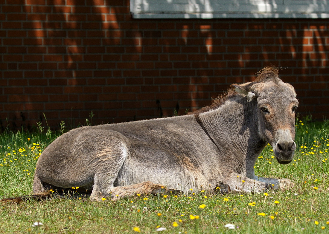 Ein einfacher Esel