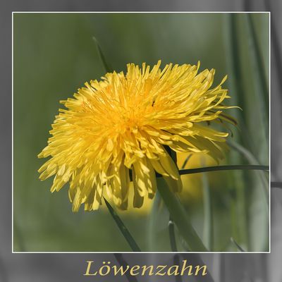 ein einfacher Löwenzahn
