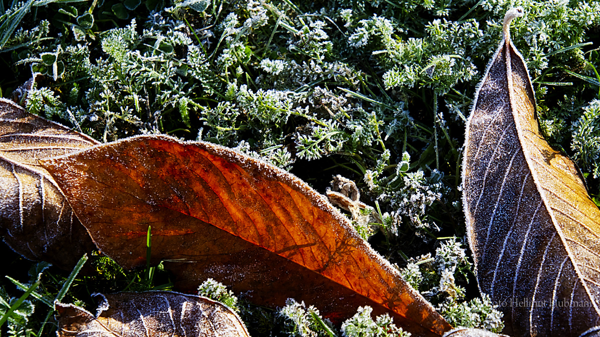 EIN EINFACHES BLATT AUF EINER FRÜHEN HERBSTWIESE IM GEGENLICHT