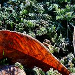 EIN EINFACHES BLATT AUF EINER FRÜHEN HERBSTWIESE IM GEGENLICHT