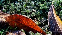 EIN EINFACHES BLATT AUF EINER FRÜHEN HERBSTWIESE IM GEGENLICHT