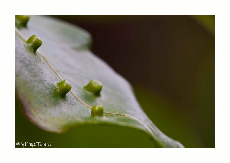 Ein einfaches Blatt...