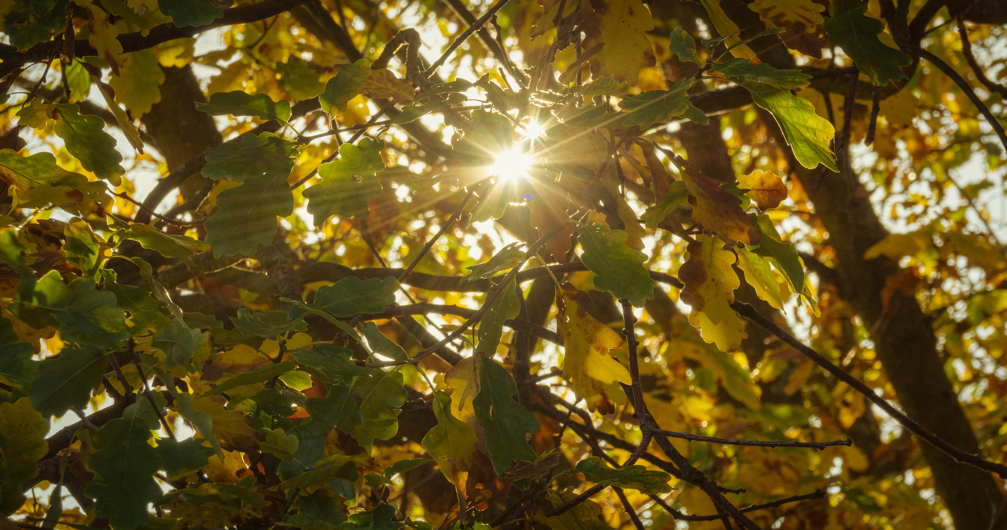 ein einfaches Herbstbild