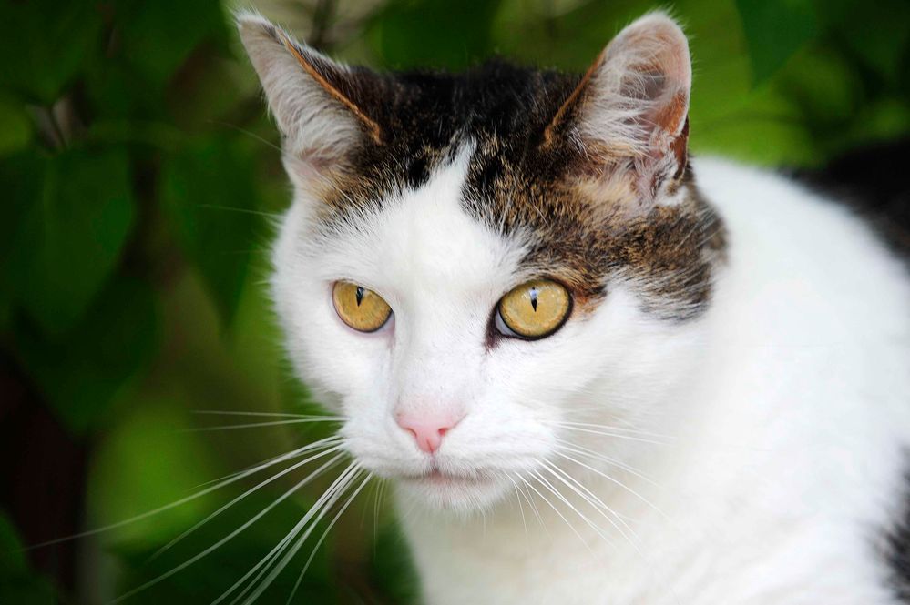 Ein einfaches Katzenportrait..